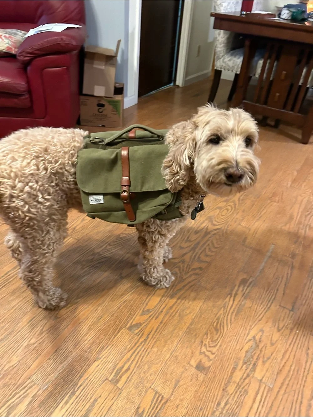 Wolf Republic 2025 Fox Dog Saddleback Harness green Canvas & Leather Straps.